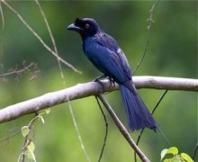 lesser racket-tailed drongo