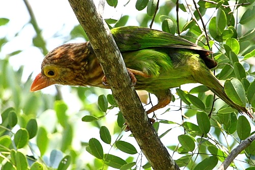 lineated barbet