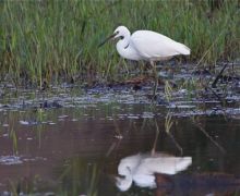 little egret in malaysia