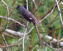 long-tailed sibia