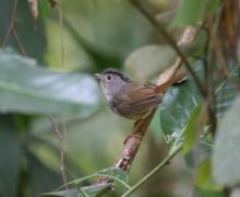 mountain fulvetta