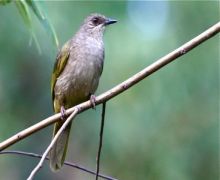 olive-winged bulbul