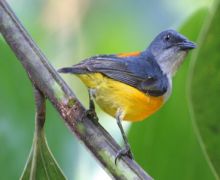 orange-bellied flowerpecker (male)