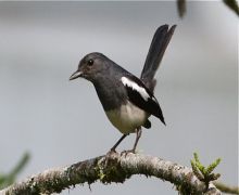 oriental magpie robin female