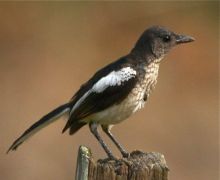 oriental magpie robin