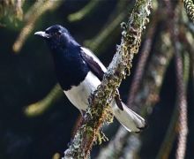 oriental magpie robin