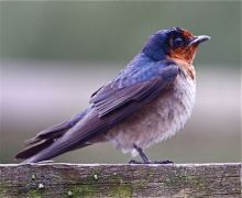 pacific swallow