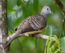 peaceful dove