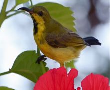 purple sunbird (male eclipse)