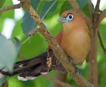 raffles malkoha on a tree picture