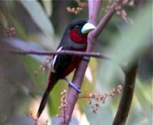 red and black broadbill