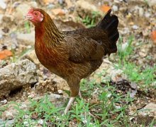 red jungle fowl (female)