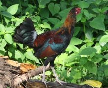 red jungle fowl (male)