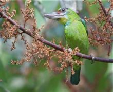 red-throated barbet (female)