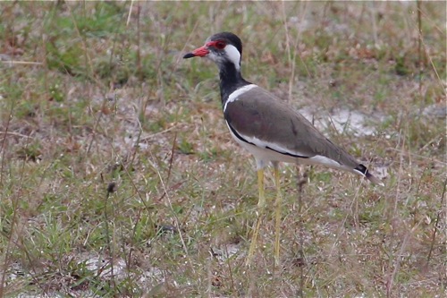 red-wattled lapwing in malaysia