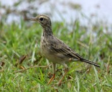 paddyfield pipit