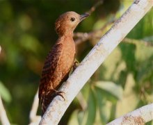 rufous woodpecker