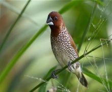 scaly breasted munia