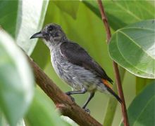 scarlet-backed flowerpecker (female)