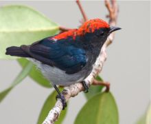 scarlet-backed flowerpecker (male)