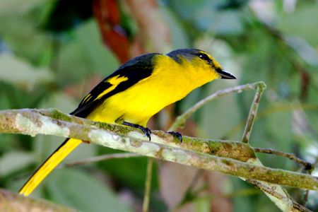 scarlet minivet (female) picture