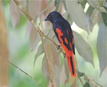 picture of a scarlet minivet (male)