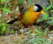 silver-eared mesia