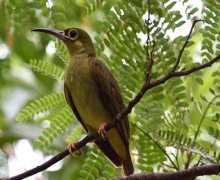 spectacled spiderhunter