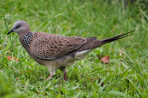 spotted dove