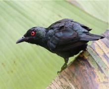 asian glossy starling