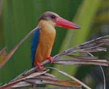 stork-billed kingfisher