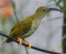 streaked spiderhunter