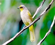 stripe-throated bulbul