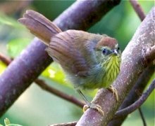 striped tit babbler.jpg