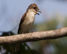 tiger shrike