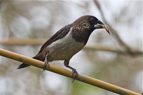 white-rumped munia