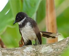 white-throated fantail