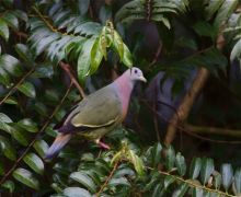 little green pigeon