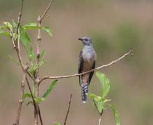 plaintive cuckoo