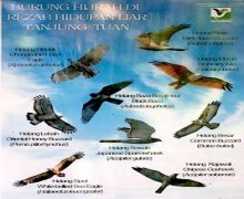 poster of raptors at tanjung tuan, malaysia