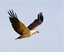 white-bellied sea-eagle