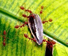 ants carrying dried sunflower seed picture