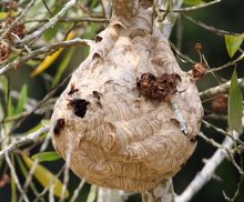 picture of bees nest in malaysia