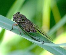 picture of a malaysian cicada