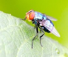 photo of a housefly in malaysia
