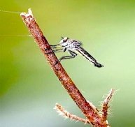 picture of a robberfly in malaysia