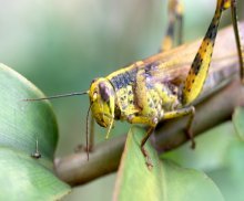 close up of locust picture