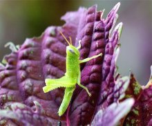 small, green grass-hopper on a flower plant