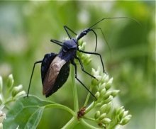 assassin bug picture in malaysia