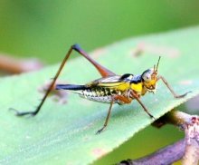cricket specie found in malaysia